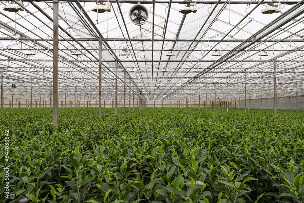Horticultural greenhouse where lilies are grown in the Netherlands.