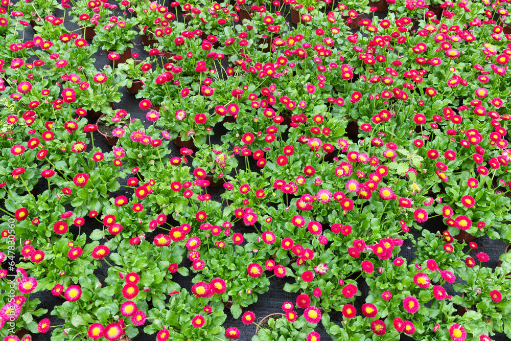 Collection of Bellis plants in pots in the nursery.