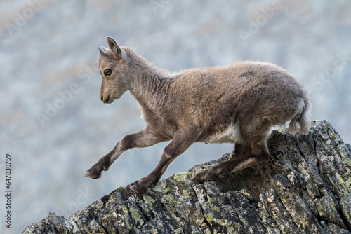 Obraz na płótnie Alpine ibex cub (Capra ibex - Mountain goat) facing a steep rocky slope - Animals in the wild, Alps Mountains, Italy. w salonie
