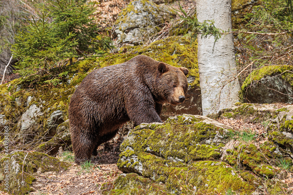 Fototapeta premium male and female brown bear in the rocks (Ursus arctos)