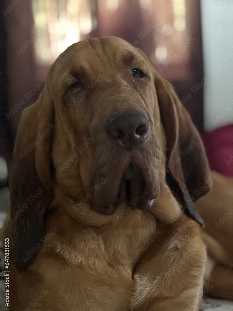 close up of a dog