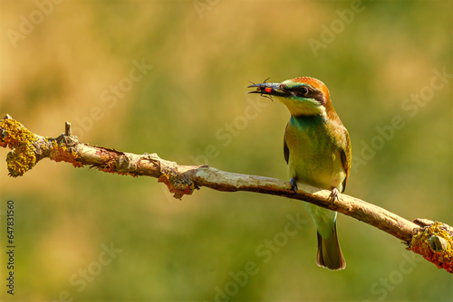The European bee-eater (Merops apiaster) with captured insects
