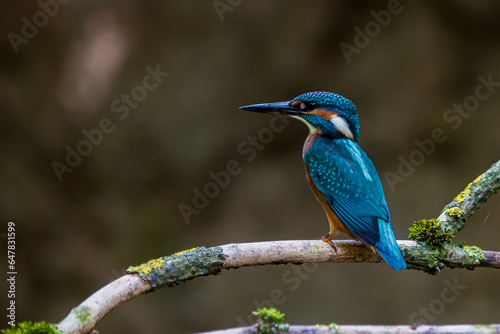 female Eurasian kingfisher (Alcedo atthis) it's a nice blue © michal