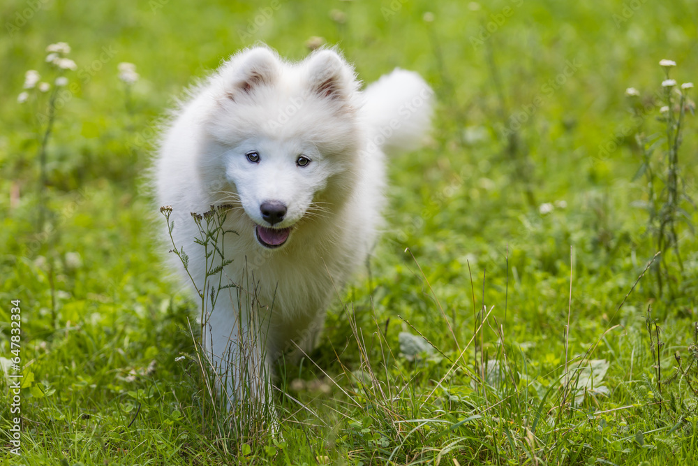 Samoyed - a beautiful breed of Siberian white dog. Four-month-old puppy on a walk. Samoyed - a beautiful breed of Siberian white dog. Four-month-old puppy on a walk.