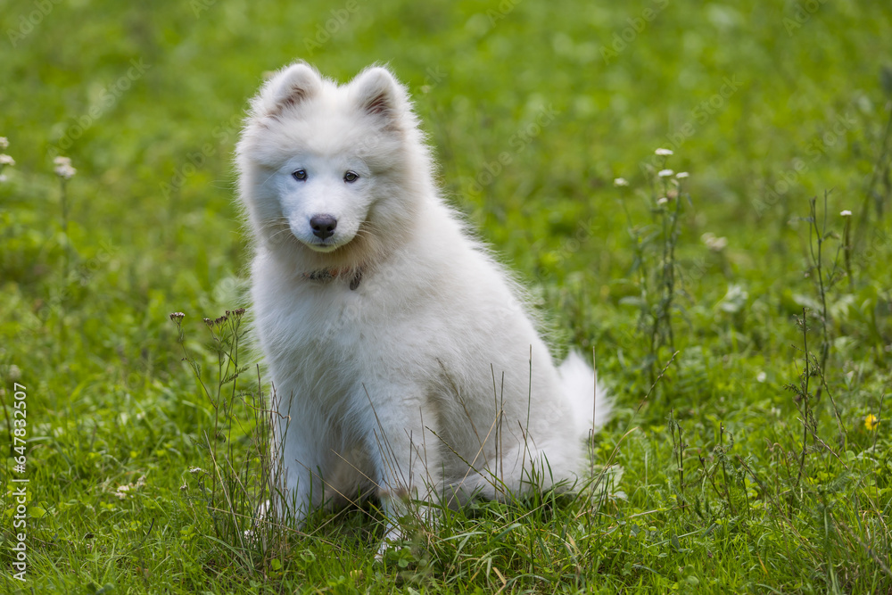 Samoyed - a beautiful breed of Siberian white dog. Four-month-old puppy on a walk. Samoyed - a beautiful breed of Siberian white dog. Four-month-old puppy on a walk.
