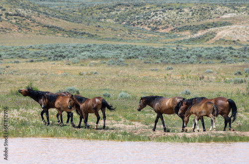 Wild Horses at a Desert Waterhole in Wyoming in Summer © natureguy
