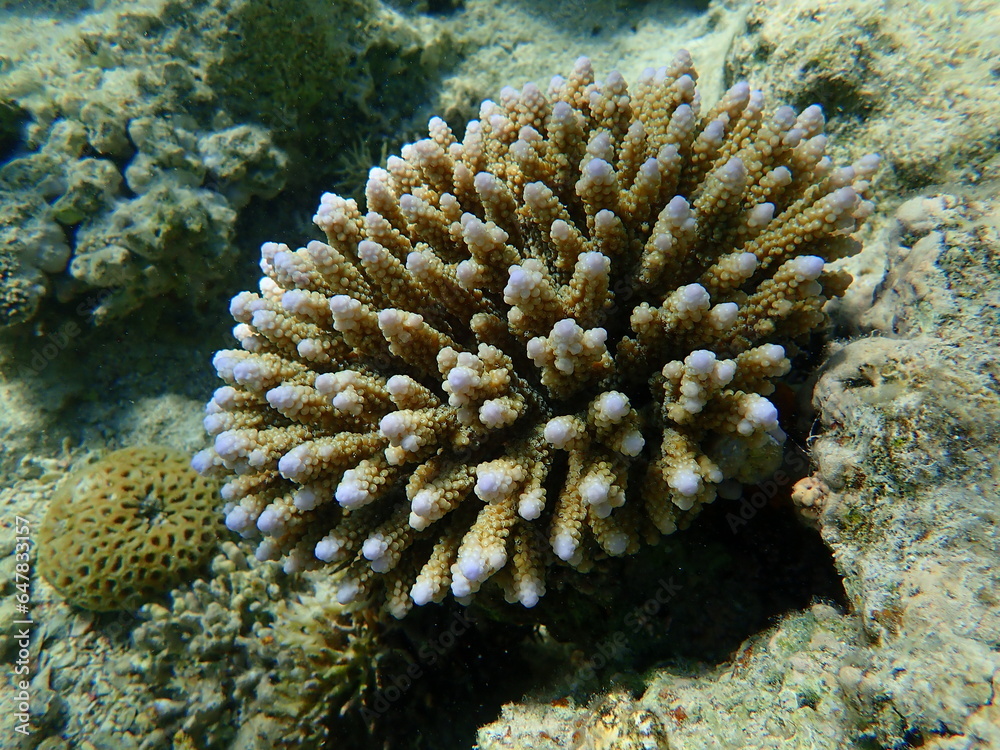 Polyp stony coral Acropora samoensis undersea, Red Sea, Egypt, Sharm El Sheikh, Nabq Bay Polyp stony coral Acropora samoensis undersea, Red Sea, Egypt, Sharm El Sheikh, Nabq Bay