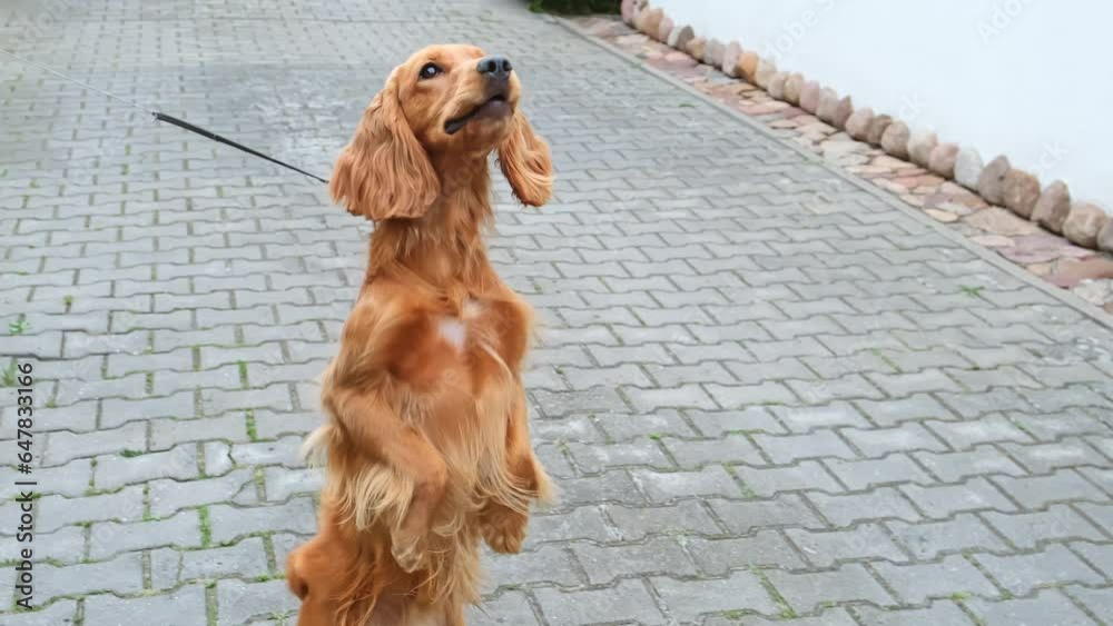 English cocker spaniel standing on its hind legs. Outdoor training of