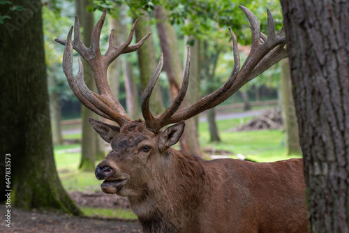 Hirsch im Wildpark Kn  ll  Schwalm-Eder-Kreis