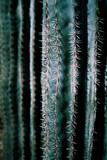 cactus au Maroc
