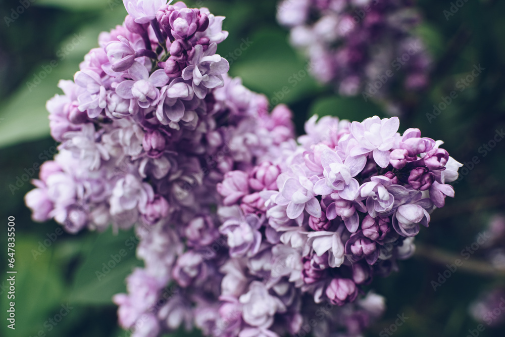 Fototapeta premium Beautiful lilac flowers. Spring blossom. Blooming lilac bush with tender tiny flower