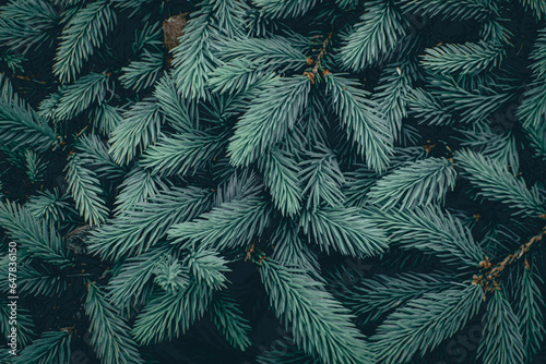  Green branches of a pine tree close-up  short needles of a coniferous tree close-up background texture
