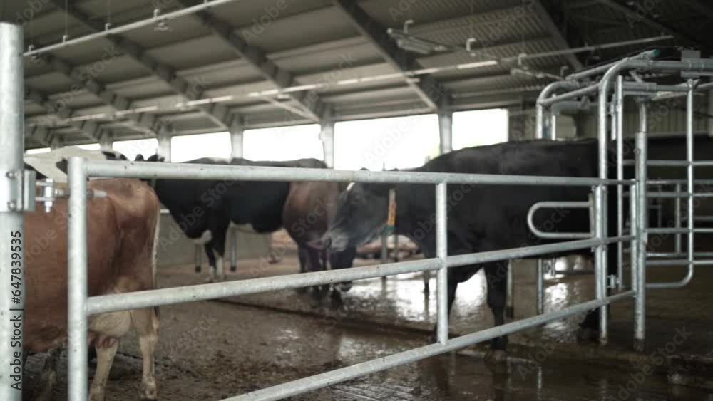 Cows on a diary farm eating. Cattle of cows Cows on a diary farm eating. Cattle of cows