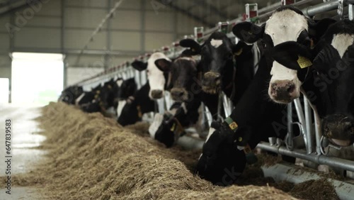 Cows on a dairy farm eating. Cattle of cows