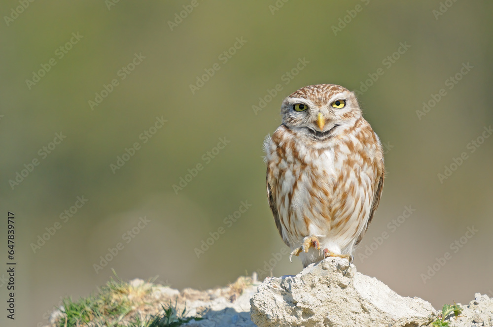 Little Owl with one foot on the ground. Little Owl with one foot on the ground.