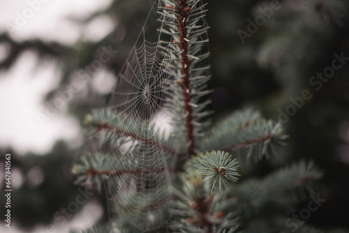 The geometry of spider web at a twig. Minimalist web of wild spider with tiny drops of water shining in light on blurred background. Spider s web against a tree on a misty morning.