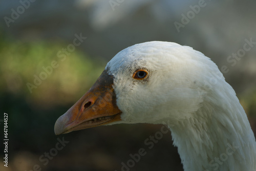 Portrait of a white domestic goose - it shows teeth.​ photo