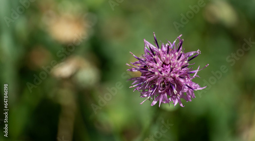 Landscape, river, forest, flower, flower, mountain, geology