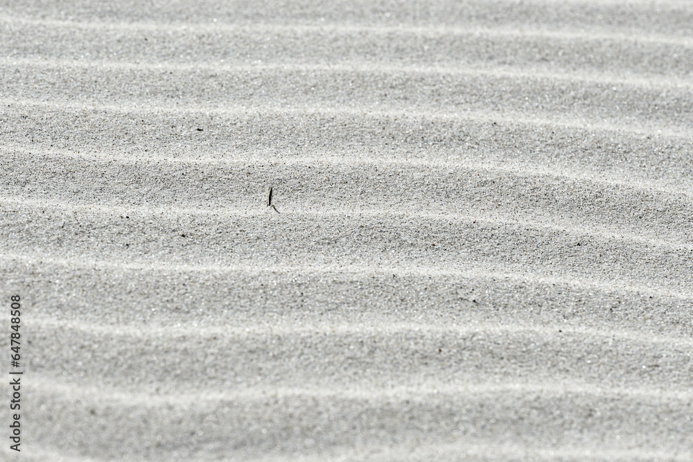 Pofalowany piasek na plaży, pustyni, wydmie. Pojedyncza trawka. Susza, pustynnienie. - obrazy, fototapety, plakaty 