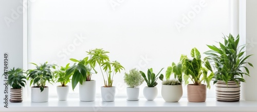 indoor plants on a white windowsill in pots
