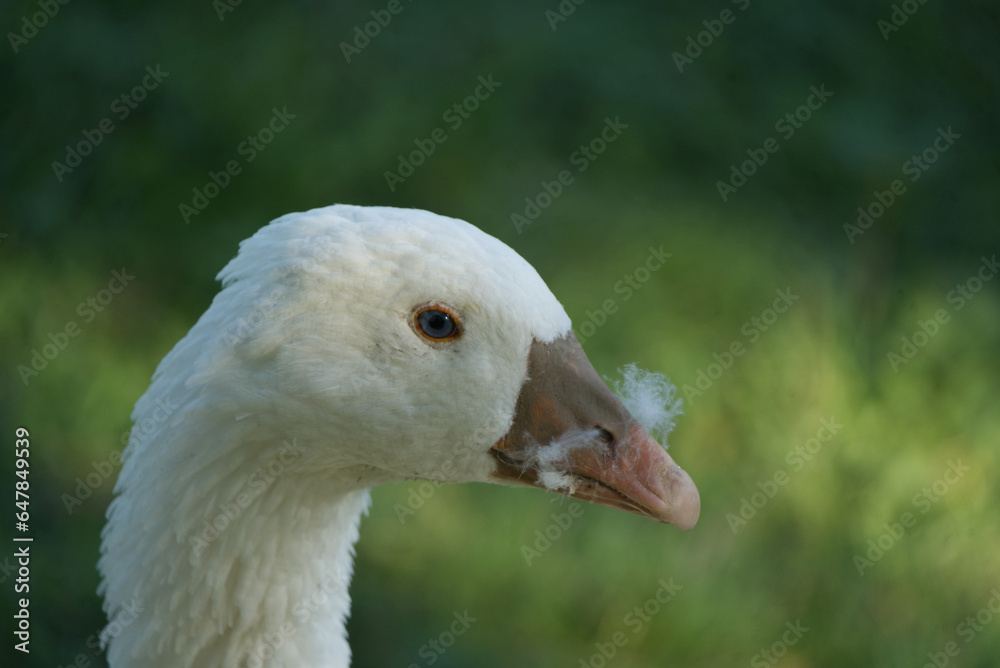 Goose portrait - goose with feathers in its nostrils