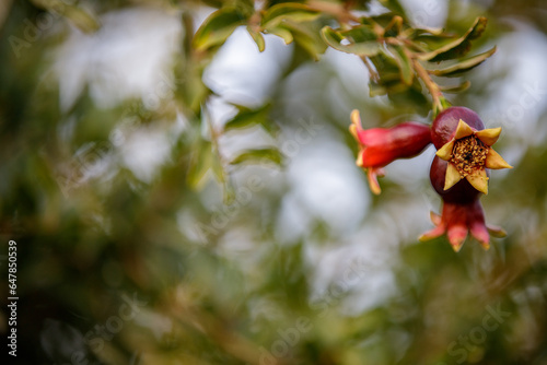 Pomegranate fruits with a beatiful crown in the sunset lit orchard, blurred background and space for greetings text