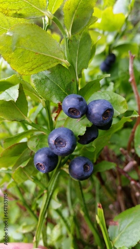 The blueberries on the bush are plump and juicy, ready to be picked and enjoyed by anyone passing by.