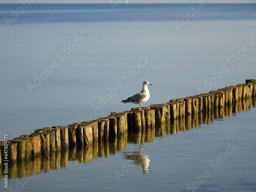Möwe auf Holzpfählen
