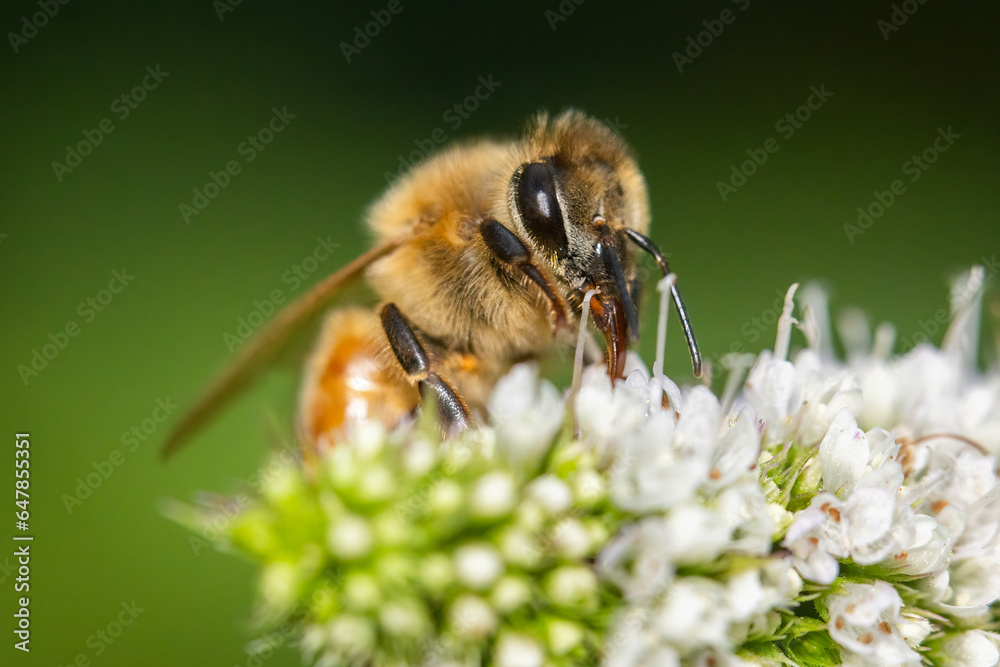 European honey bee close up European honey bee close up