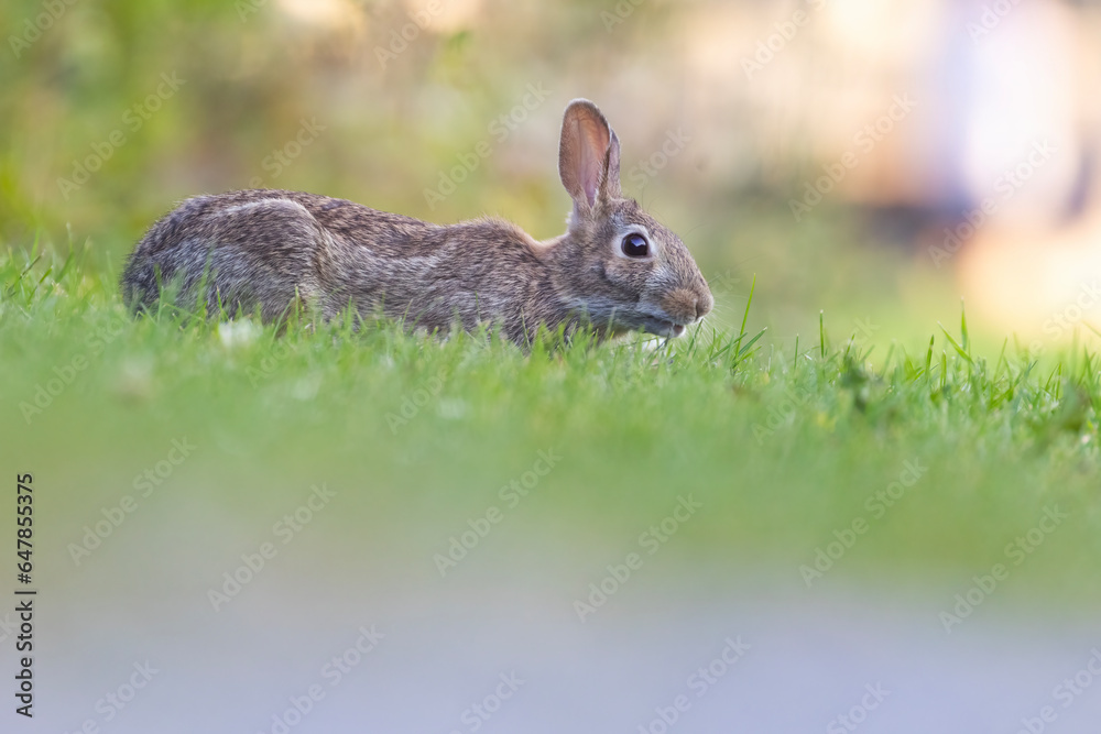 Fototapeta premium eastern cottontail (Sylvilagus floridanus) in summer