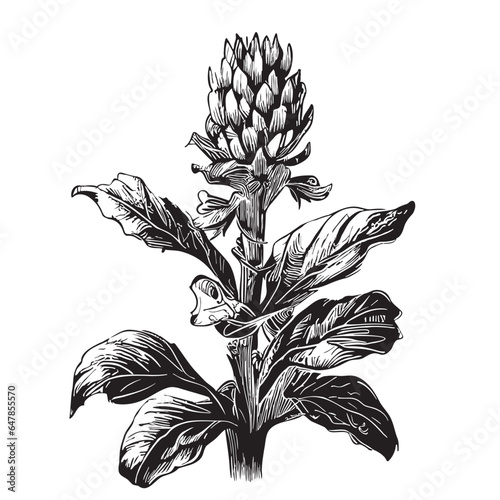 Ginger plant sketch hand drawn in doodle style illustration