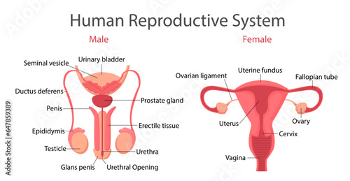 Reproductive system vector concept
