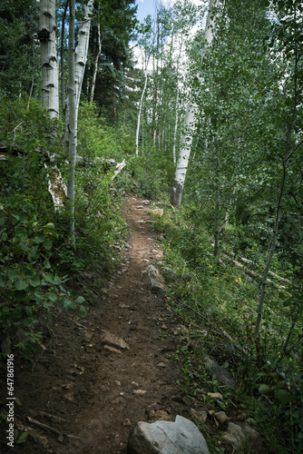 Wallpaper Mural Dirt trail through forest of aspen trees near Mancos Colorado Torontodigital.ca