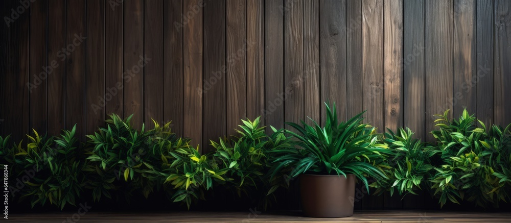 Plant with green leaves in a room with wooden walls Plant with green leaves in a room with wooden walls