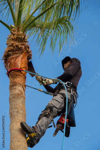 Palm tree trimmer cleaning a washingtonia palm tree © Ardat pics
