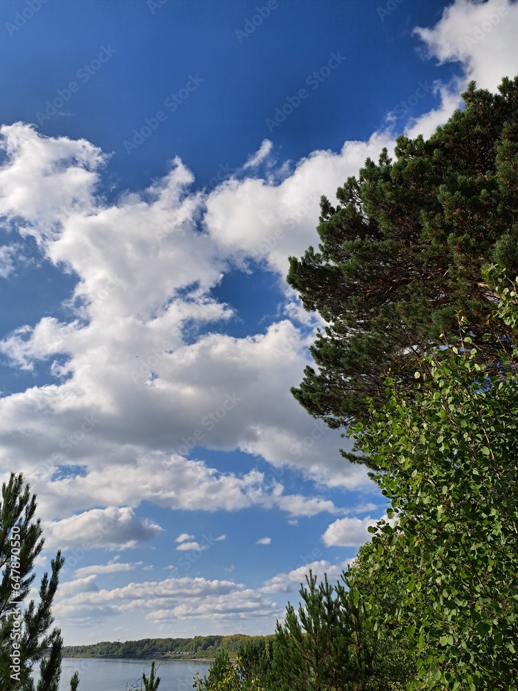 Obraz premium trees and sky