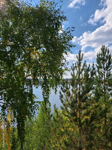 trees and sky lake coast photo image 