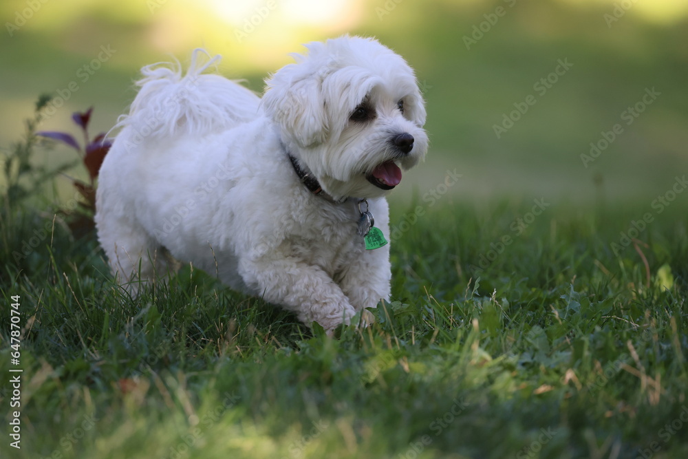 Coton de tulear 