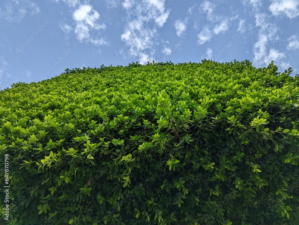 A bottom-up picture of a large square-shaped bush in Seville square