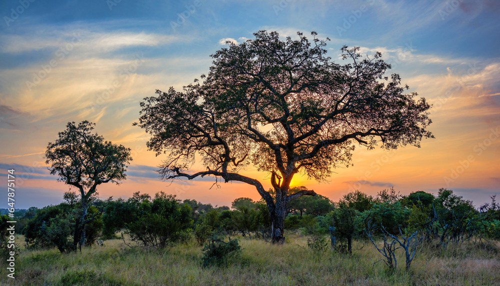 Colourful sunset in thornybush, South Africa