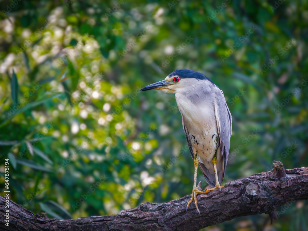 Portrait of a black crowned night heron perched on a branch surrounded by bright green leaves in summer