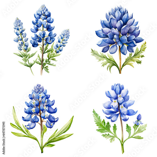 Set Of Watercolor Bluebonnet Flower Isolated on Transparent Background photo
