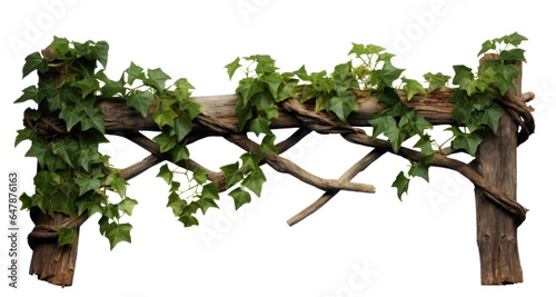 an old wooden fence overgrown with a weaving green ivy leaves, png file of isolated cutout object on transparent background.