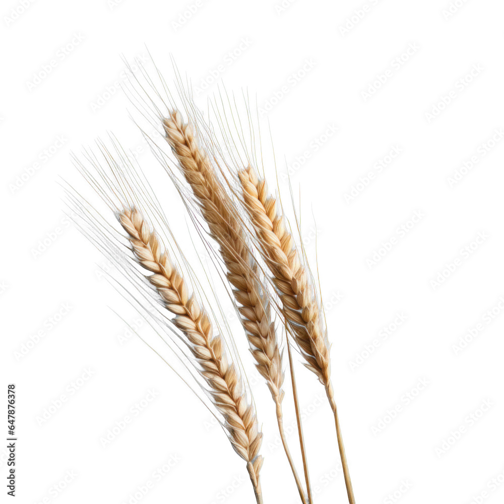 three dry ripe autumn spikelets of wheat, png file of isolated cutout object on transparent background.