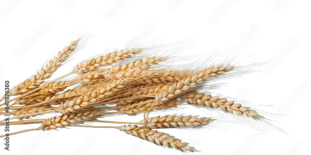 bunch dry ripe autumn spikelets of wheat, png file of isolated cutout object on transparent background. bunch dry ripe autumn spikelets of wheat, png file of isolated cutout object on transparent background.