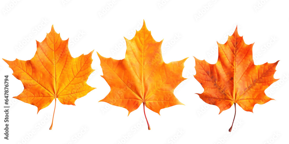 three dry red orange autumn maple leaves, png file of isolated cutout object on transparent background.