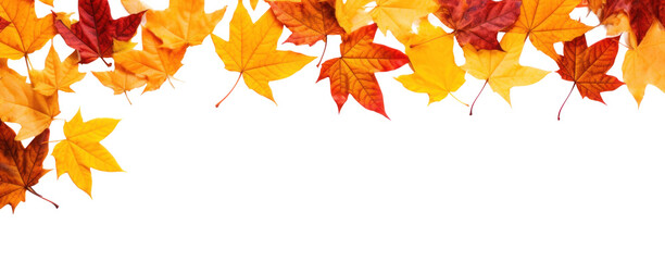 Frame of scattered autumn dry red-orange maple leaves, png file of isolated cutout object on transparent background.