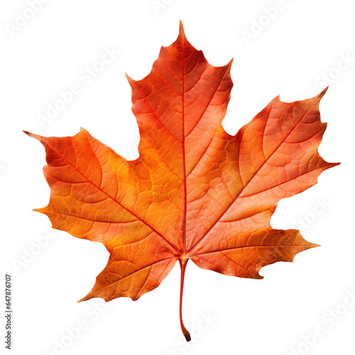 one dry orange autumn maple leaf, png file of isolated cutout object on transparent background.