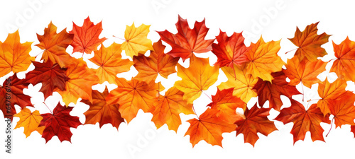strip of scattered autumn dry red-orange maple leaves, png file of isolated cutout object on transparent background.