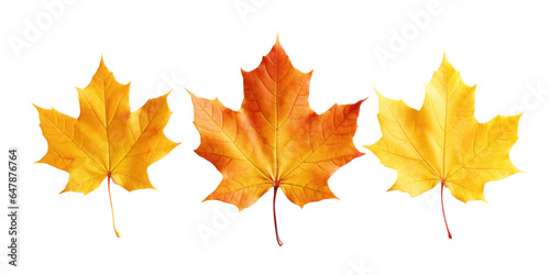 three dry red orange autumn maple leaves  png file of isolated cutout object on transparent background.
